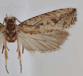   B. verutana.  © Loren Jones. Image used with permisson.
